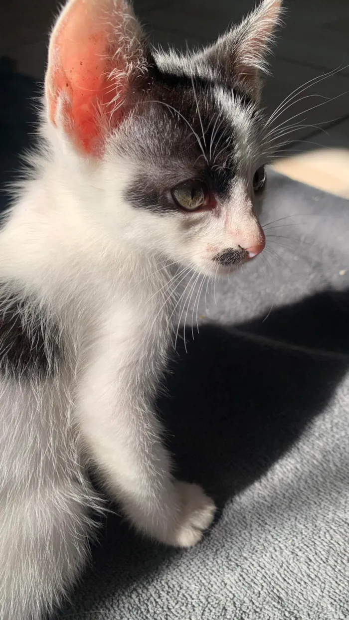 Gato raça SRD-ViraLata idade 2 a 6 meses nome Charlie