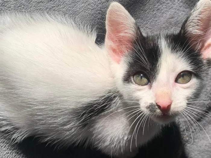 Gato raça SRD-ViraLata idade 2 a 6 meses nome Charlie