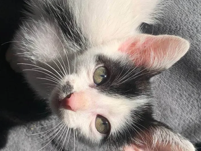 Gato raça SRD-ViraLata idade 2 a 6 meses nome Charlie