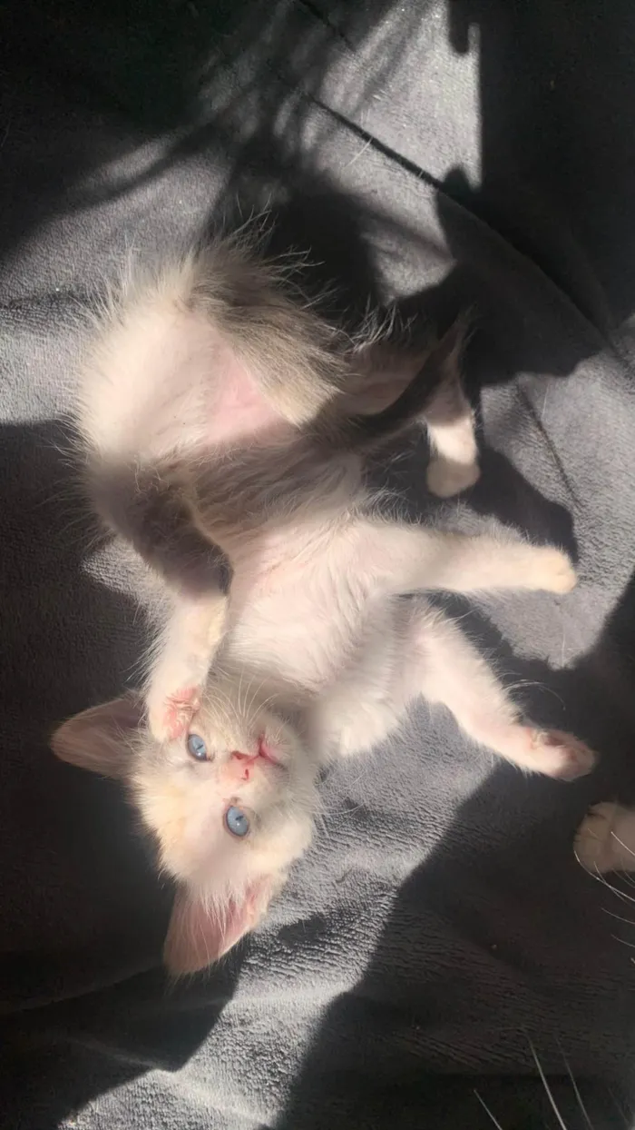 Gato ra a SRD-ViraLata idade 2 a 6 meses nome Pinky