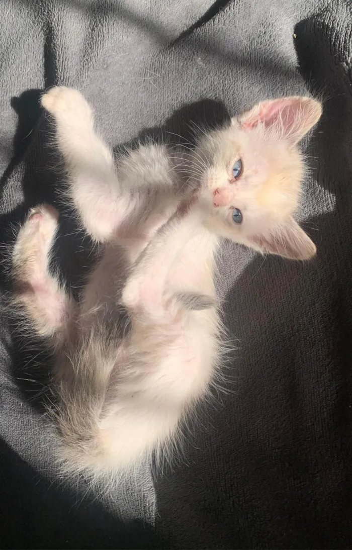 Gato ra a SRD-ViraLata idade 2 a 6 meses nome Pinky