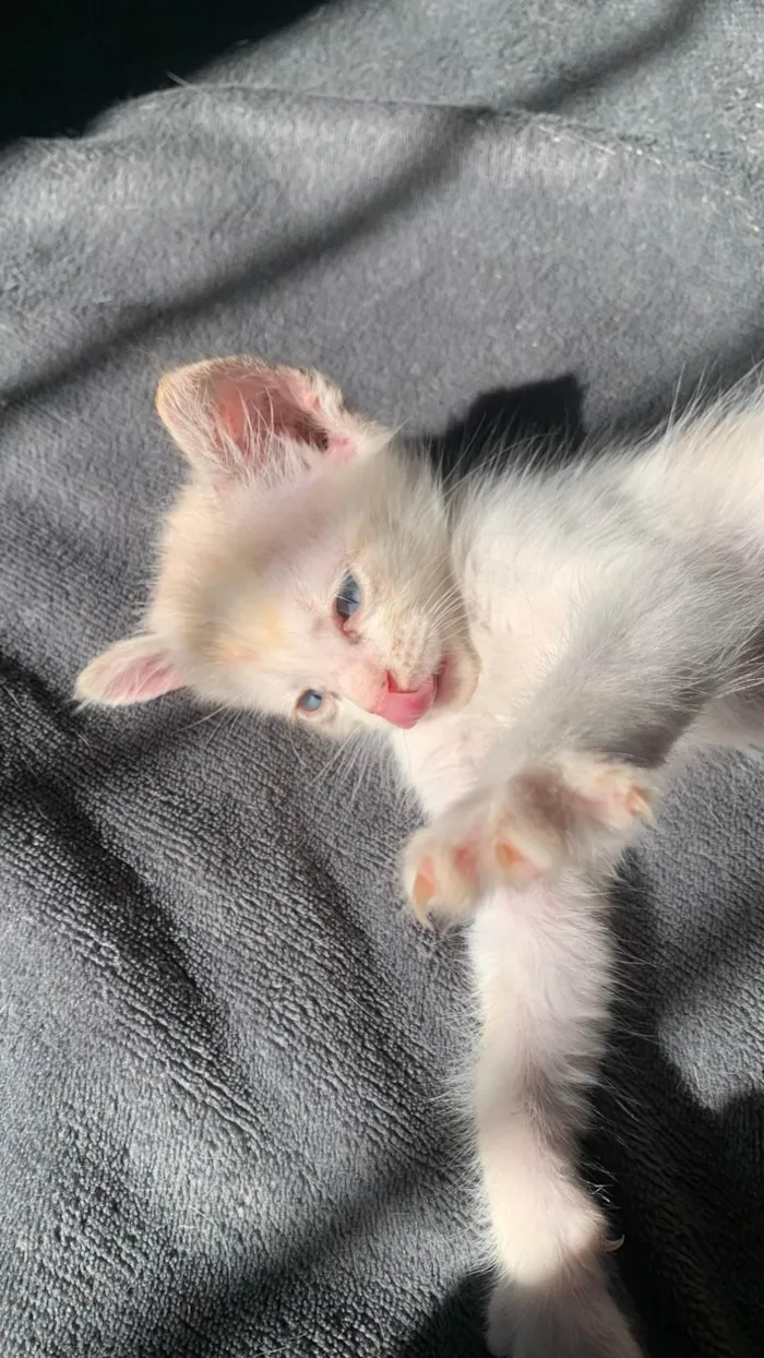 Gato ra a SRD-ViraLata idade 2 a 6 meses nome Pinky