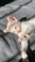Pinky