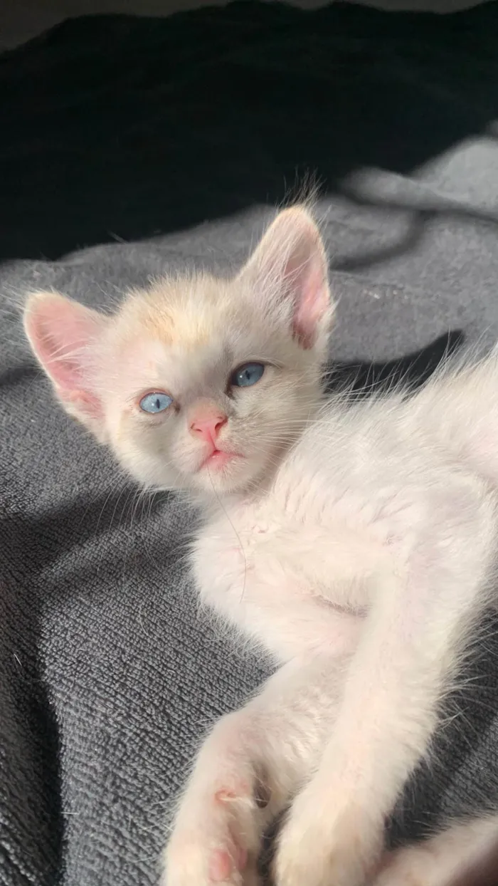 Gato ra a SRD-ViraLata idade 2 a 6 meses nome Pinky