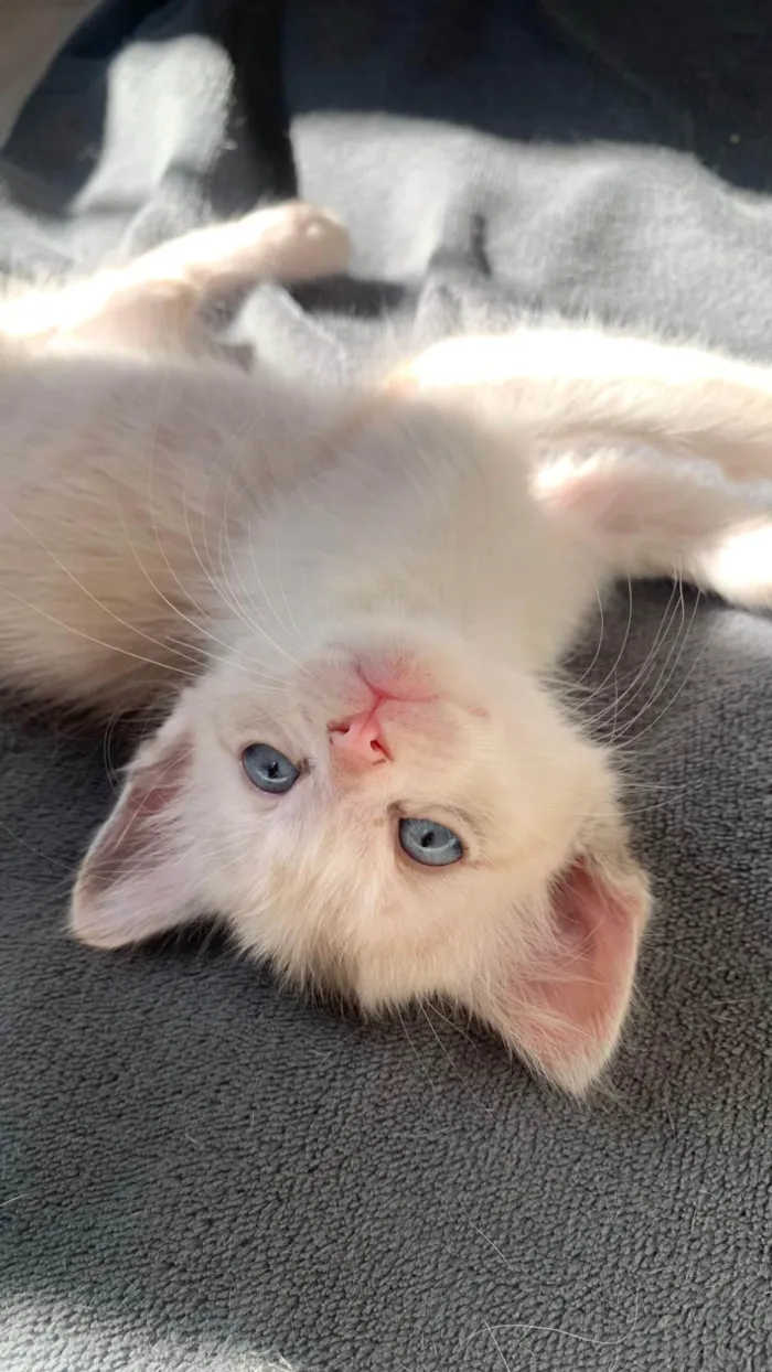 Gato ra a SRD-ViraLata idade 2 a 6 meses nome Pinky