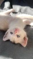 Pinky