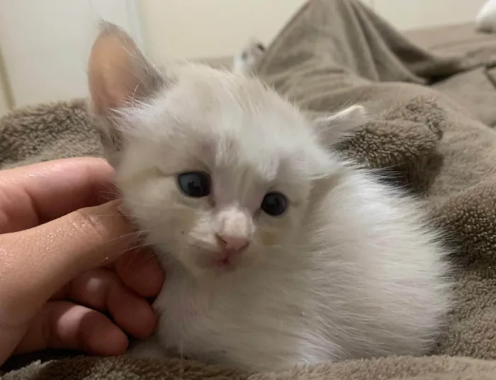 Gato ra a SRD-ViraLata idade 2 a 6 meses nome Pinky