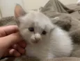 Pinky