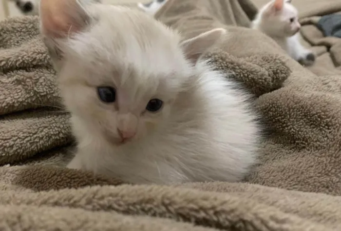 Gato ra a SRD-ViraLata idade 2 a 6 meses nome Pinky