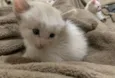 Pinky