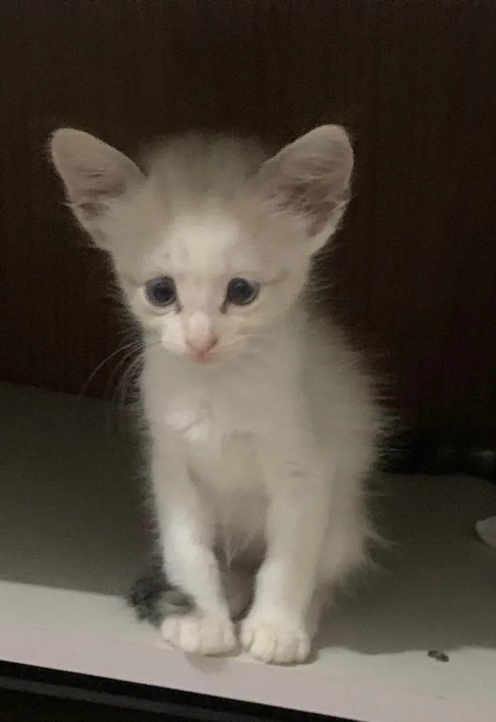 Gato ra a SRD-ViraLata idade 2 a 6 meses nome Pinky