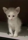 Pinky