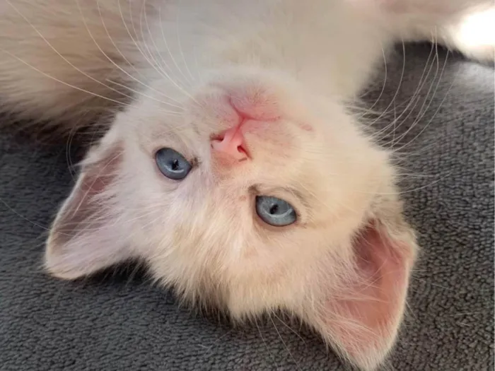 Gato ra a SRD-ViraLata idade 2 a 6 meses nome Pinky