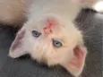 Pinky