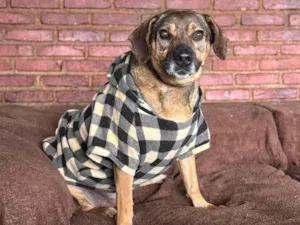 Cachorro raça SRD-ViraLata idade 6 ou mais anos nome Duque 