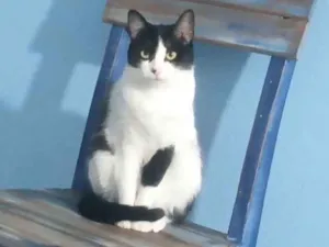 Gato raça SRD-ViraLata idade 2 anos nome Jujuba