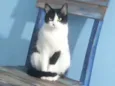 Jujuba