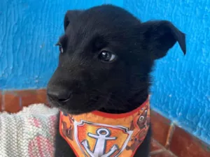 Cachorro raça SRD-ViraLata idade 2 a 6 meses nome Sem nome