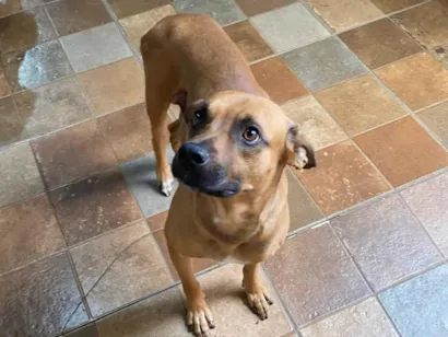 Cachorro raça SRD-ViraLata idade 2 anos nome Caramelo 