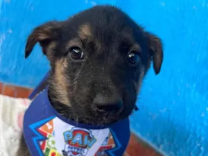 Cachorro raça SRD-ViraLata idade 2 a 6 meses nome Não tem nome 
