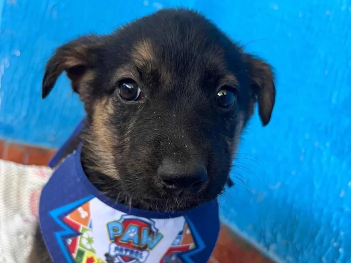 Cachorro ra a SRD-ViraLata idade 2 a 6 meses nome Não tem nome 