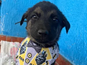 Cachorro raça SRD-ViraLata idade 2 a 6 meses nome Ainda não tem nome 