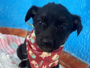 Cachorro raça SRD-ViraLata idade 2 a 6 meses nome Sem nome .