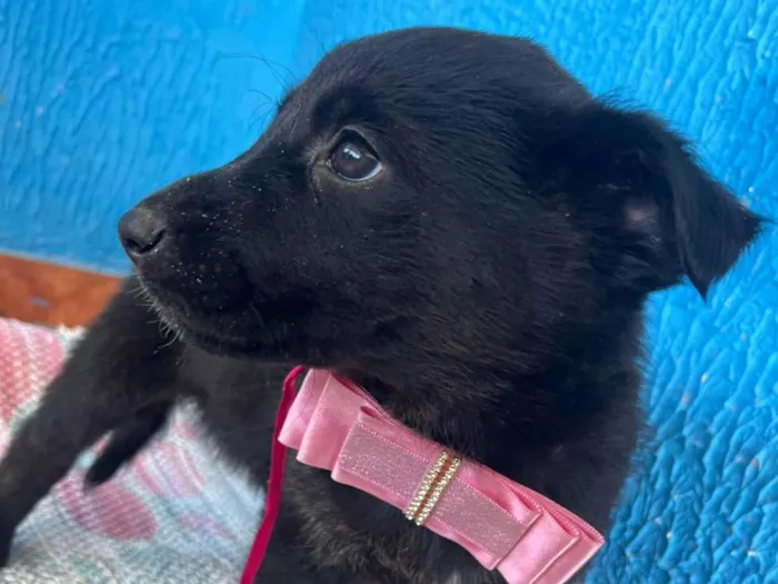 Cachorro ra a SRD-ViraLata idade 2 a 6 meses nome Nome ainda não tem 