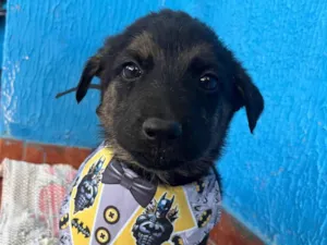 Cachorro raça SRD-ViraLata idade 2 a 6 meses nome Não tem 