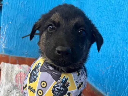 Cachorro raça SRD-ViraLata idade 2 a 6 meses nome Não tem 