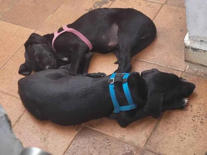 Cachorro ra a SRD-ViraLata idade 2 a 6 meses nome Kenai