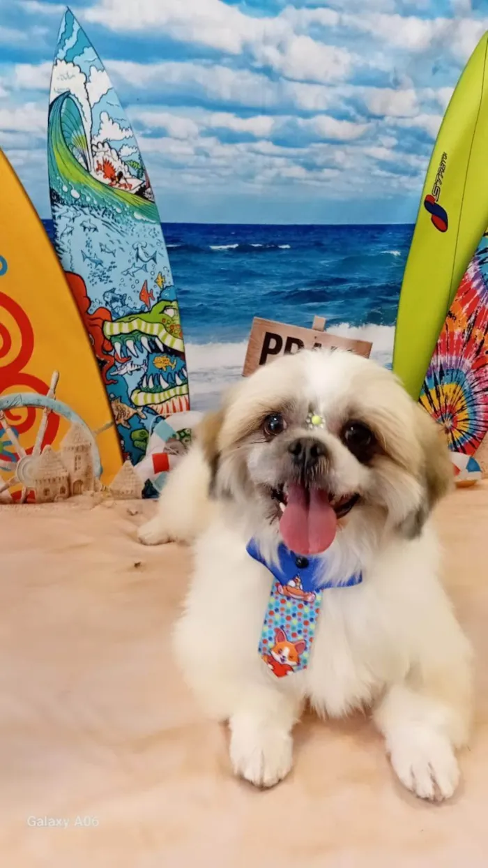 Cachorro ra a Shitzu idade 3 anos nome FRANCINE THAIS GOMES