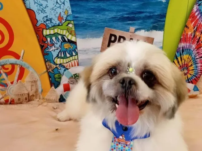 Cachorro ra a Shitzu idade 3 anos nome FRANCINE THAIS GOMES