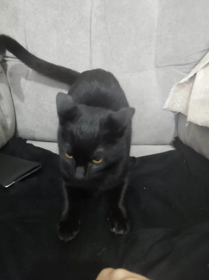Gato ra a SRD-ViraLata idade 7 a 11 meses nome Misteriosa 