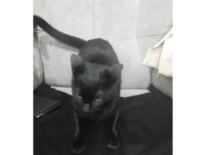 Gato raça SRD-ViraLata idade 7 a 11 meses nome Misteriosa 