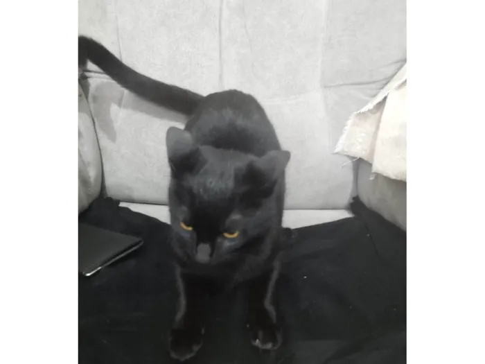 Gato ra a SRD-ViraLata idade 7 a 11 meses nome Misteriosa 