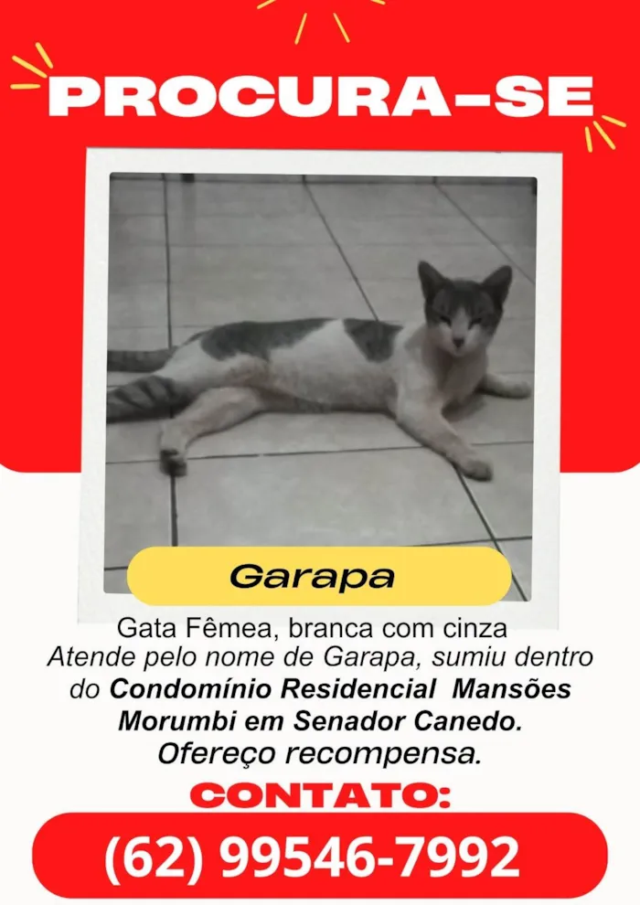 Gato ra a SRD-ViraLata idade 1 ano nome Garapa 
