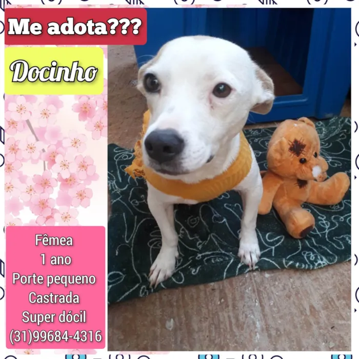 Cachorro ra a SRD-ViraLata idade 2 anos nome Docinho 