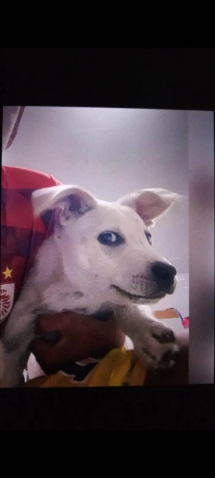 Cachorro ra a SRD-ViraLata idade 2 a 6 meses nome Simba