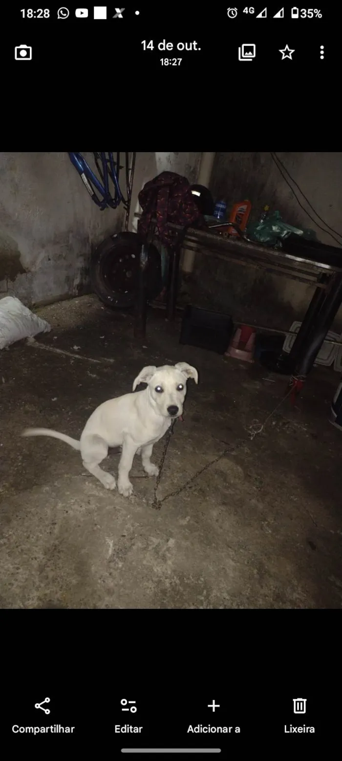 Cachorro ra a SRD-ViraLata idade 2 a 6 meses nome Simba