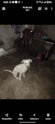 Simba