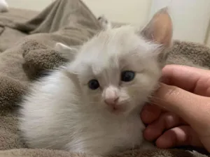 Gato raça SRD-ViraLata idade 2 a 6 meses nome Pinky