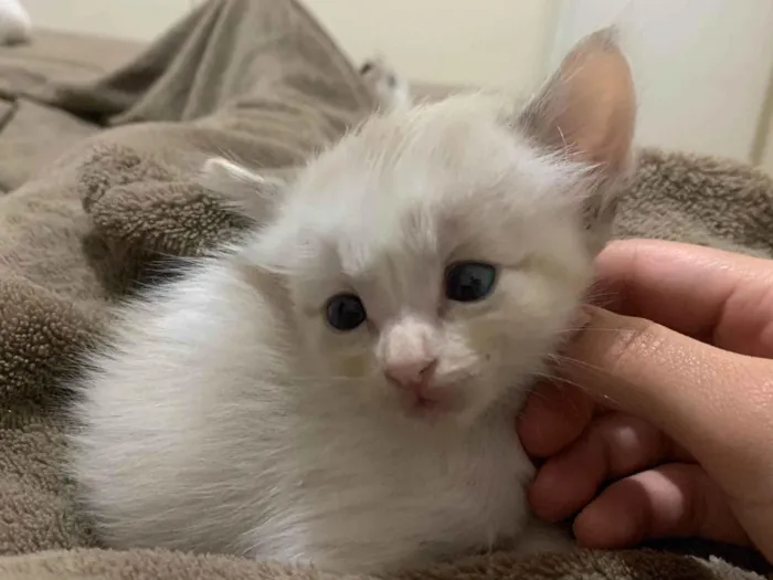 Gato ra a SRD-ViraLata idade 2 a 6 meses nome Pinky