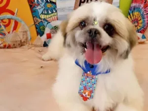 Cachorro raça Shitzu idade 3 anos nome FRANCINE THAIS GOMES