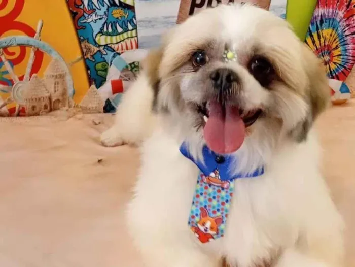 Cachorro ra a Shitzu idade 3 anos nome FRANCINE THAIS GOMES