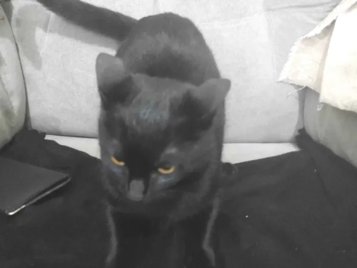 Gato ra a SRD-ViraLata idade 7 a 11 meses nome Misteriosa 