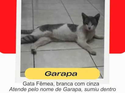 Gato raça SRD-ViraLata idade 1 ano nome Garapa 