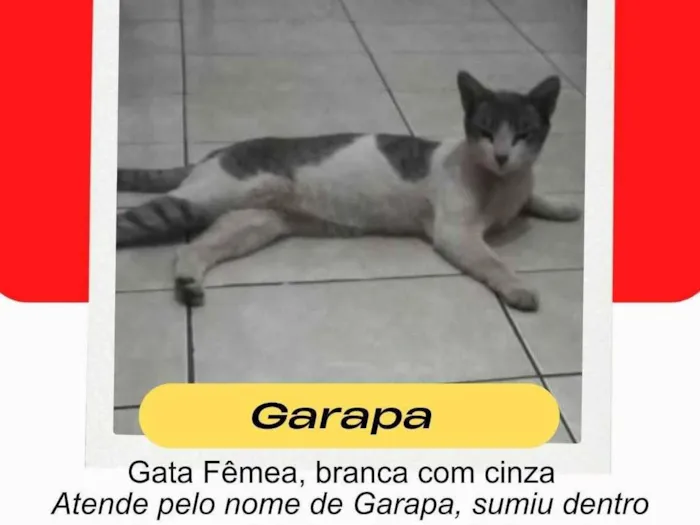 Gato ra a SRD-ViraLata idade 1 ano nome Garapa 