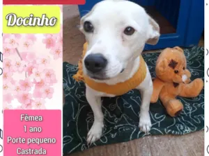 Cachorro raça SRD-ViraLata idade 2 anos nome Docinho 