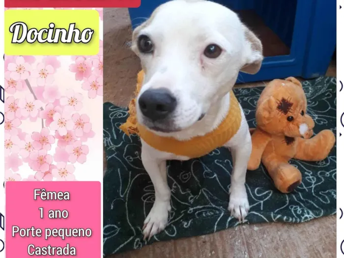 Cachorro ra a SRD-ViraLata idade 2 anos nome Docinho 
